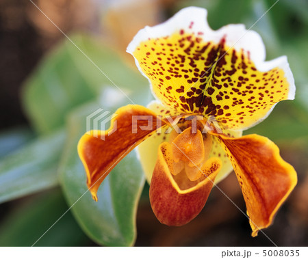 花優雅 花優雅 5008035