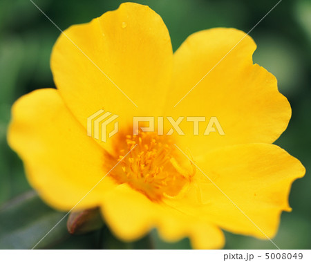 花優雅 花優雅 5008049