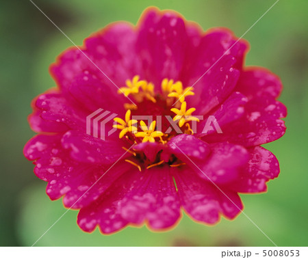 花優雅 5008053