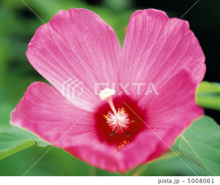 花優雅 5008061
