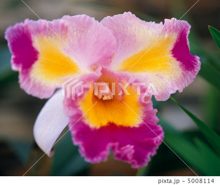 花優雅 花優雅 5008114