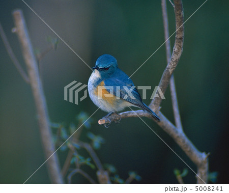 日本の野鳥 5008241
