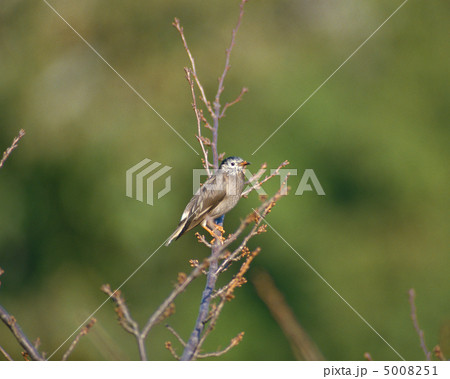 日本の野鳥 日本の野鳥 5008251