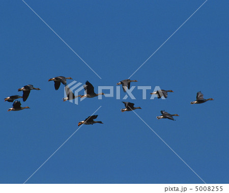 日本の野鳥 5008255