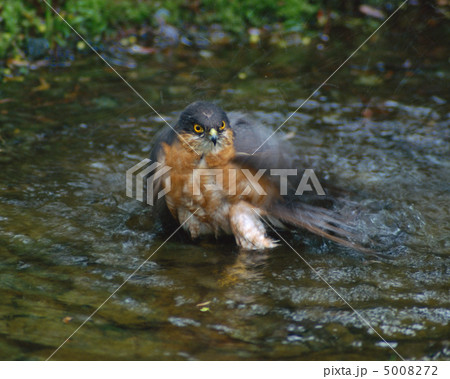 日本の野鳥 日本の野鳥 5008272
