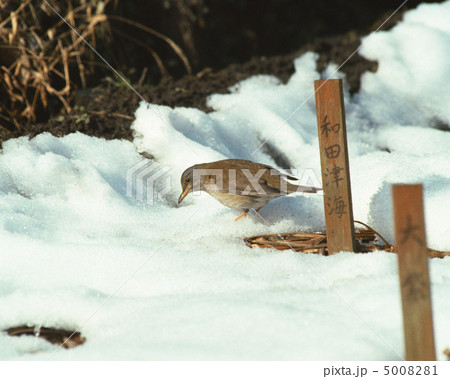 日本の野鳥 5008281