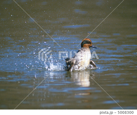 日本の野鳥 5008300