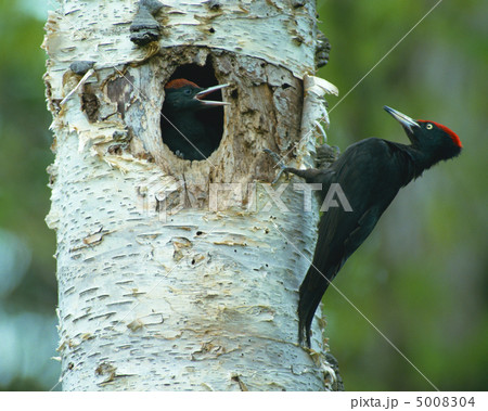 日本の野鳥 5008304