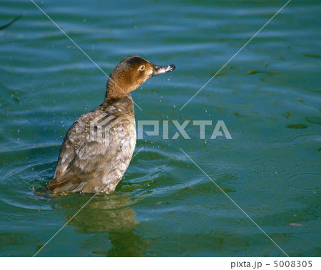 日本の野鳥 5008305