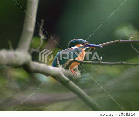 日本の野鳥 日本の野鳥 5008314