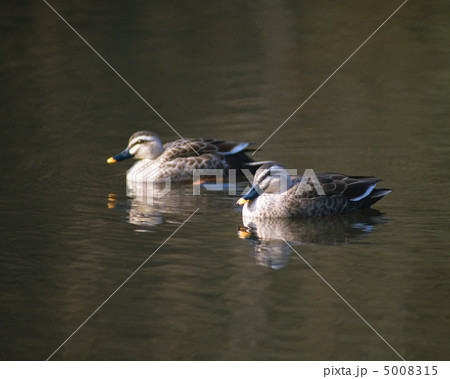 日本の野鳥 5008315