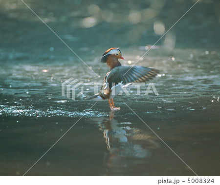 日本の野鳥 5008324
