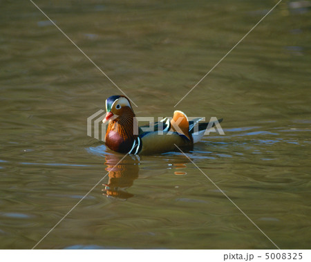 日本の野鳥 5008325