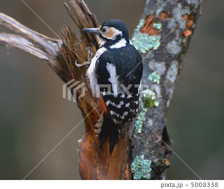 日本の野鳥 5008338