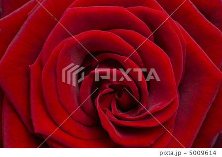 red rose 5009614