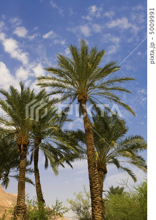 Palm-trees Palm-trees 5009991