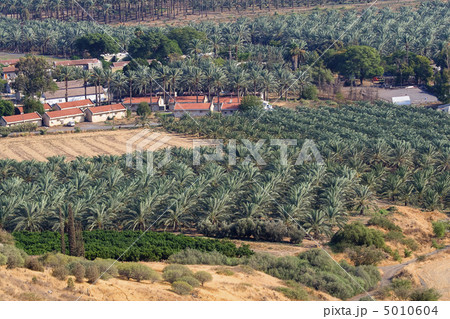 Panoramic view of Palm plantation 5010604