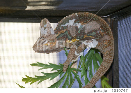Chamelion 5010747