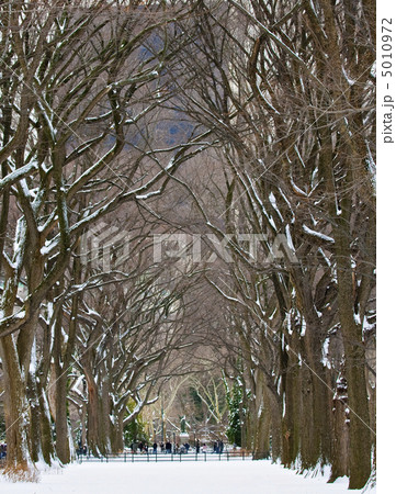 Winter in a park 5010972