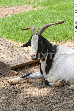 Resting Goat Resting Goat 5011053
