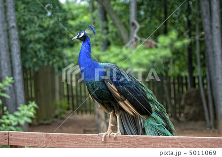 Peacock is on a fence Peacock is on a fence 5011069