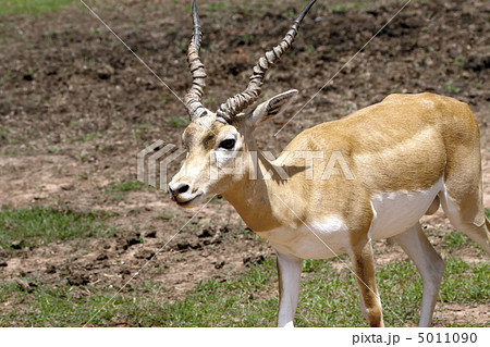 Gazelle 5011090