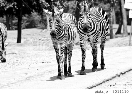 Wilking Zebras Wilking Zebras 5011110