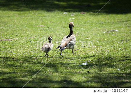 Caring mother-goose is walking her baby Caring mother-goose is walking her baby 5011147