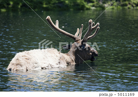 Roosevelt Elk is taking a bath Roosevelt Elk is taking a bath 5011169
