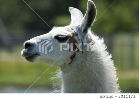 Llama Llama 5011173