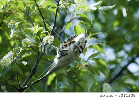 Nest of webworms. 5011209
