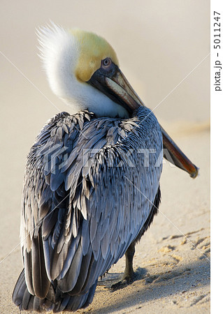 Pelican is walking on a shore Pelican is walking on a shore 5011247