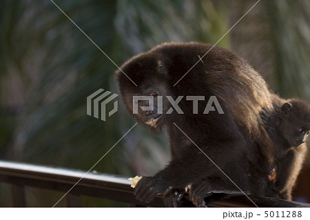 Monkey is seaking for food 5011288