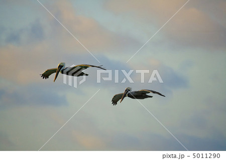 Pelicans looking for their pray 5011290