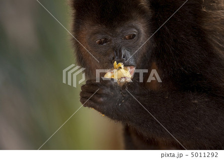 Monkey is eating an apple 5011292