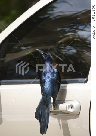 Curious starling 5011300