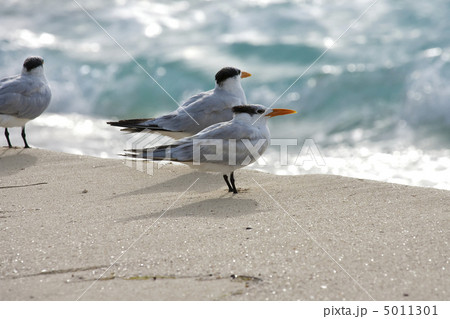 Saguls sitting on a shore Saguls sitting on a shore 5011301
