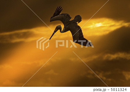 Flying pelican looking for its pray 5011324