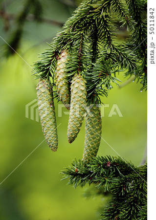 Pine cones 5011842