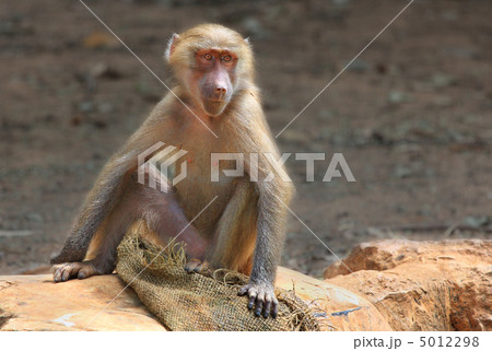 Macaque in the Zoo. Macaque in the Zoo. 5012298