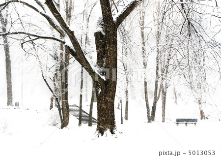 Winter forest Winter forest 5013053