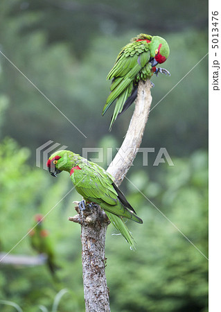 Thick-biller Parrot 5013476