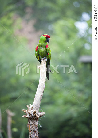 Thick-biller Parrot 5013477