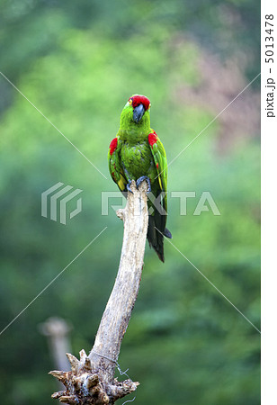 Thick-biller Parrot 5013478