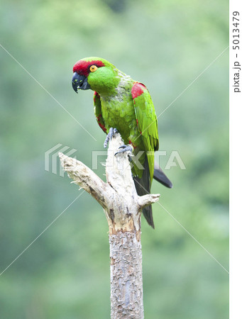 Thick-biller Parrot 5013479