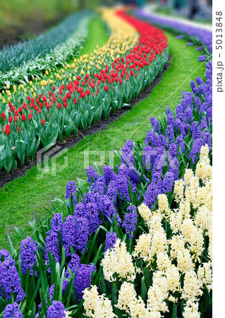 Tulips and hyacinth Tulips and hyacinth 5013848