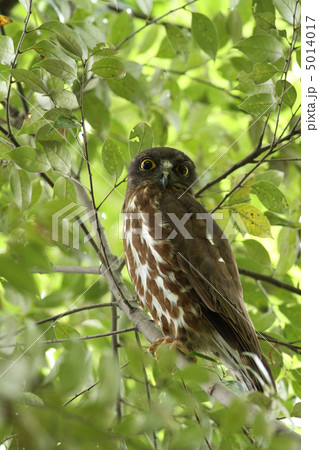 アオバズク 5014017