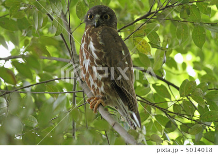 アオバズク 5014018