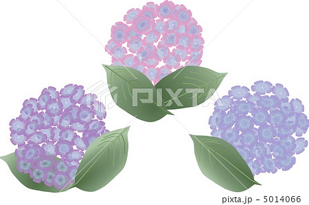 紫陽花 5014066