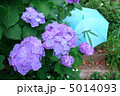 紫陽花と水色の傘横 5014093